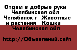 Отдам в добрые руки - Челябинская обл., Челябинск г. Животные и растения » Кошки   . Челябинская обл.